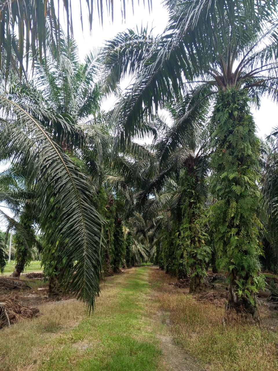 Crop-specific CR fertilizer
