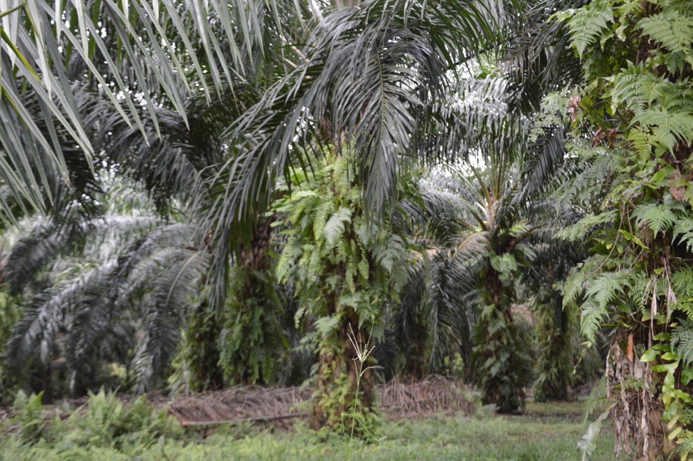 Oil Palm